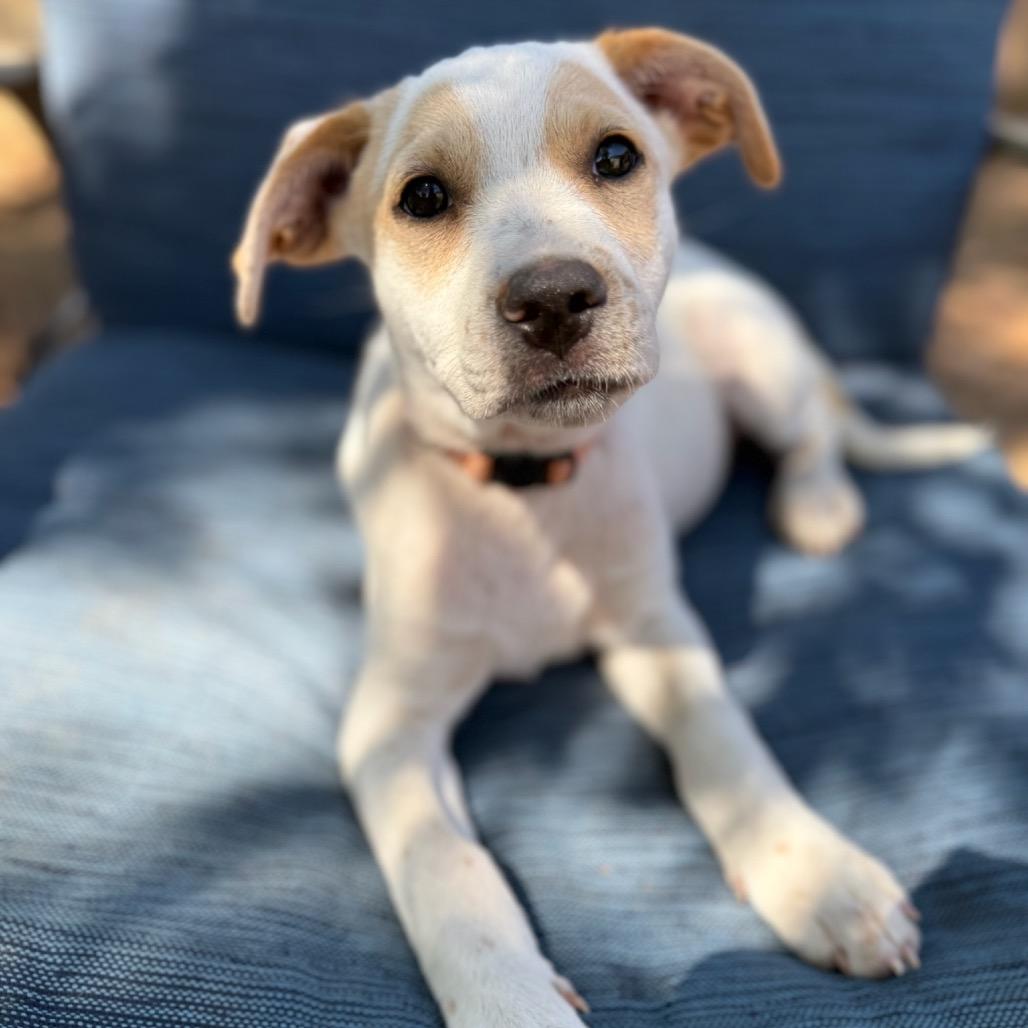 Enlarge Clover, a Adoptable mixed breed in San Diego, CA image 3/6