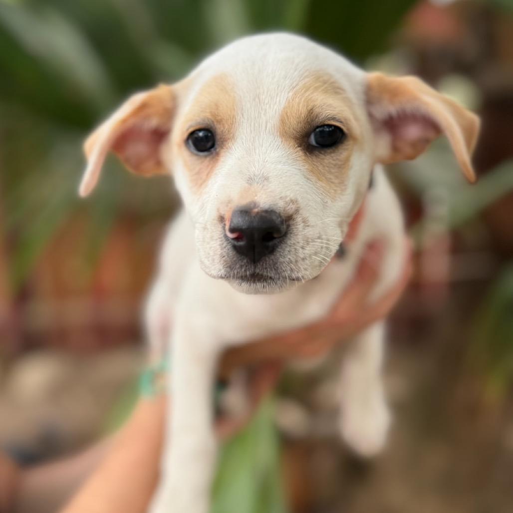 Enlarge Clover, a Adoptable mixed breed in San Diego, CA image 4/6