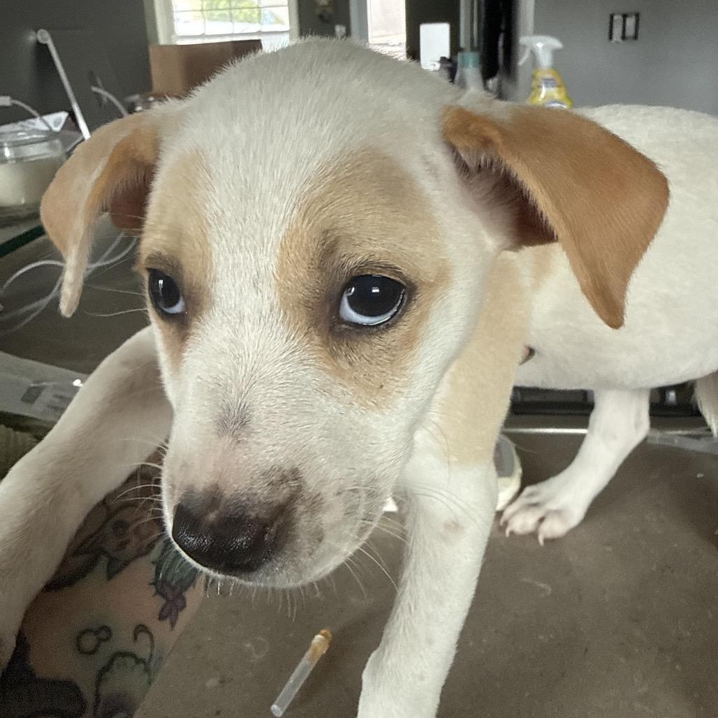 Enlarge Clover, a Adoptable mixed breed in San Diego, CA image 5/6