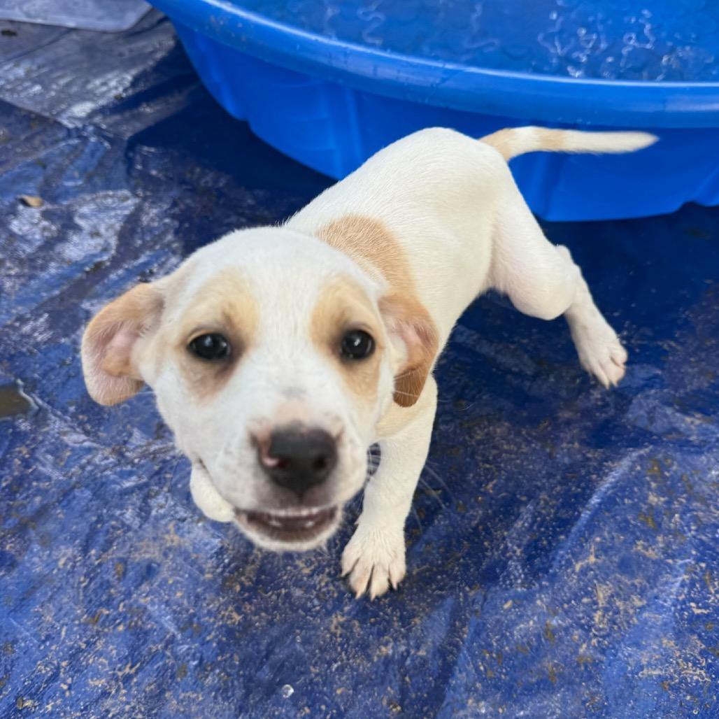 Enlarge Clover, a Adoptable mixed breed in San Diego, CA image 6/6