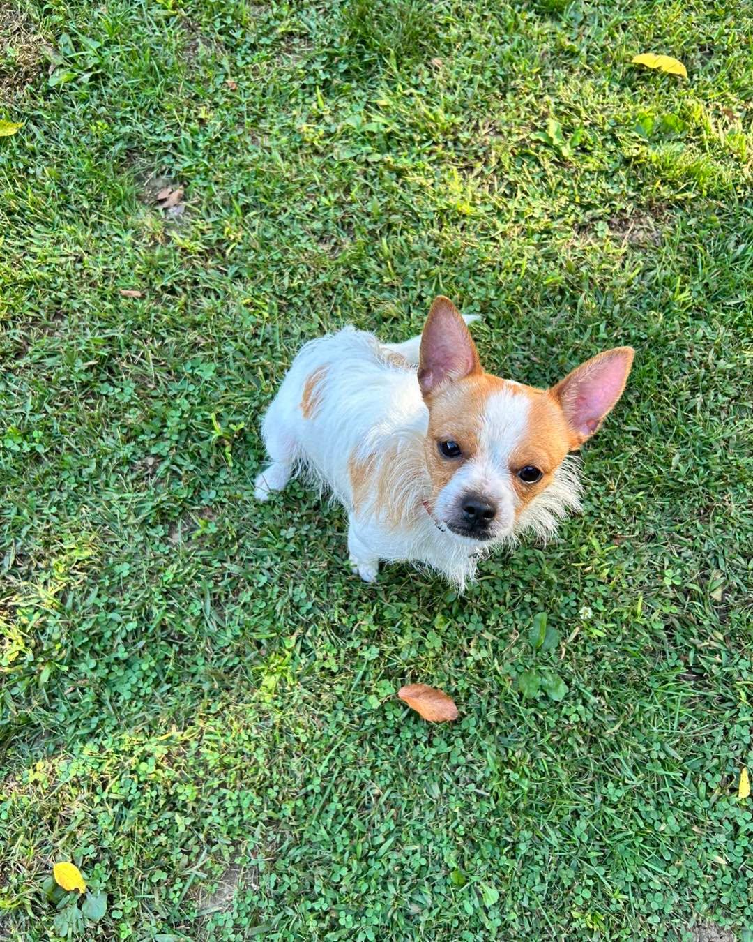 Carlos, Adoptable, Young Male Chihuahua & Jack Russell Terrier.