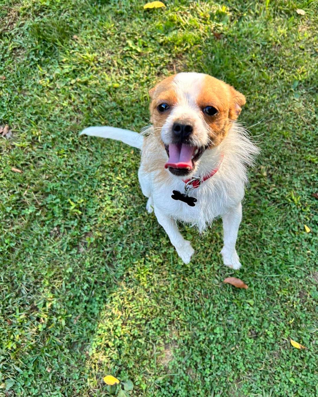 Enlarge Carlos, a Adoptable mixed breed in Winsted, CT image 2/6