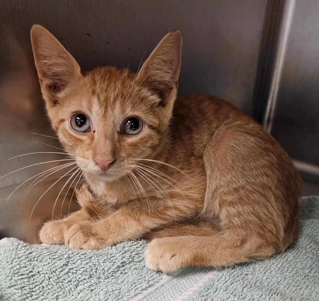 Odie, Adoptable, Young Male Domestic Short Hair.