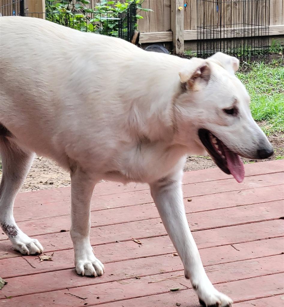 Kalei, Adoptable, Adult Female Great Pyrenees & Shepherd.
