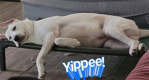 Enlarge Kalei, a Adoptable mixed breed in Spring, TX image 3/6