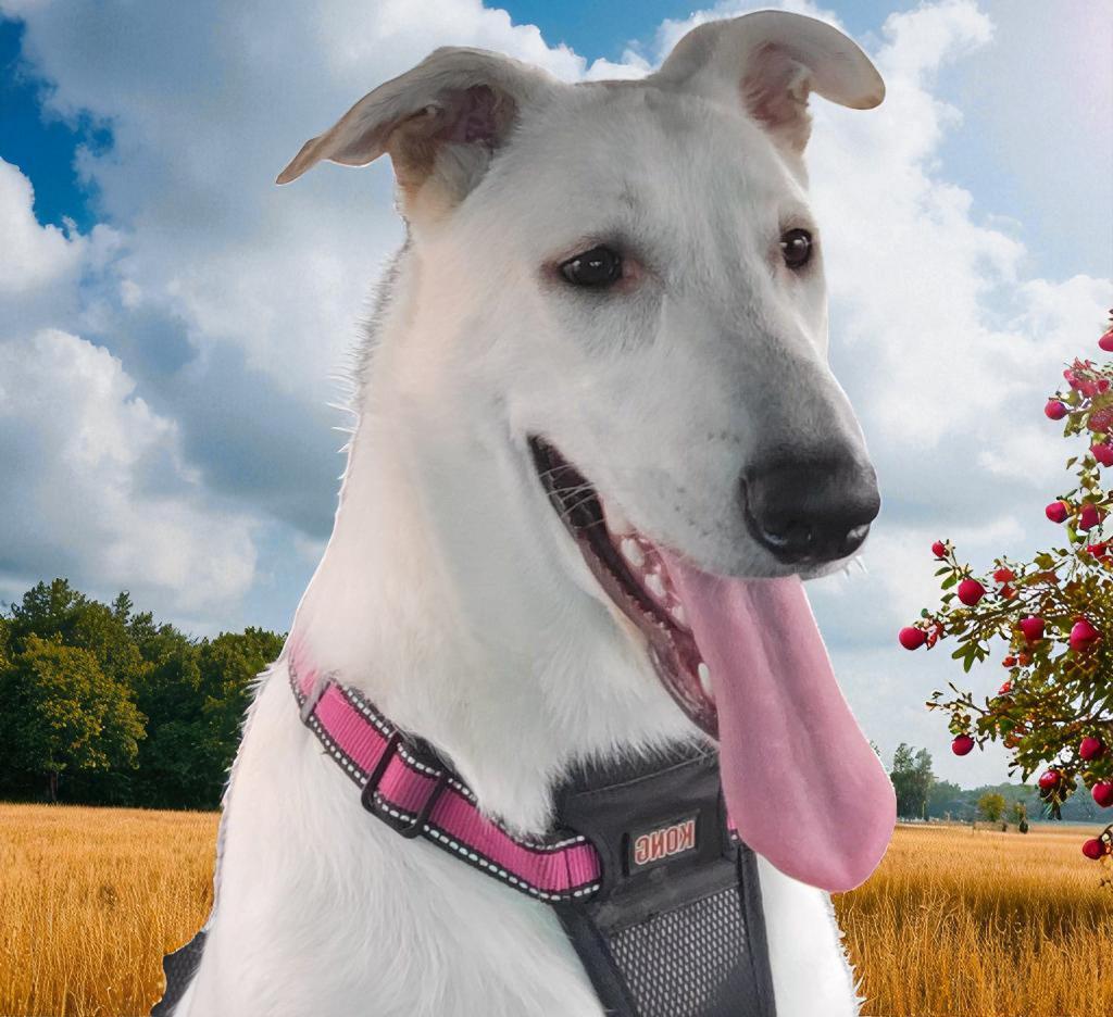 Enlarge Kalei, a Adoptable mixed breed in Spring, TX image 4/6