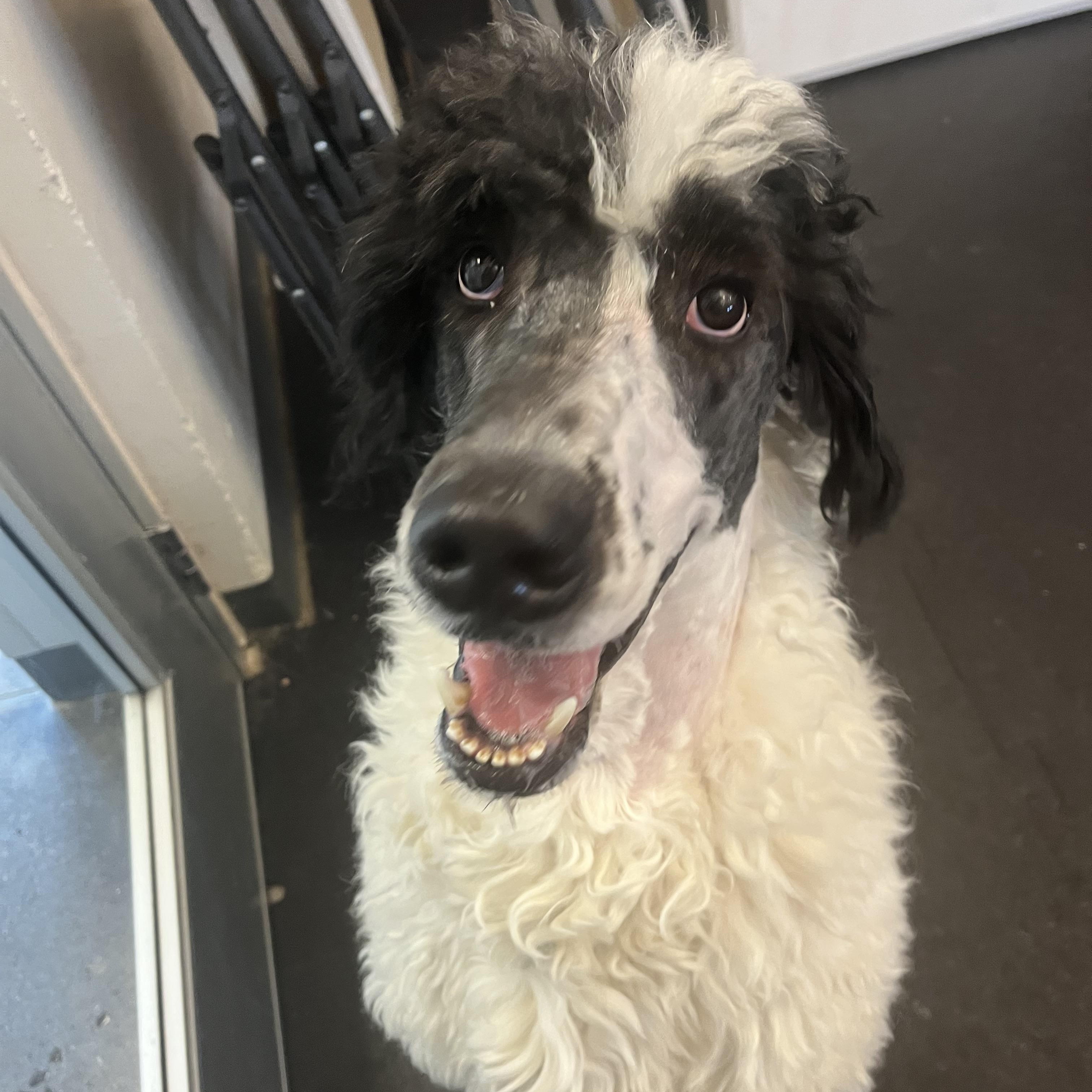 Bear — thumbnail 2