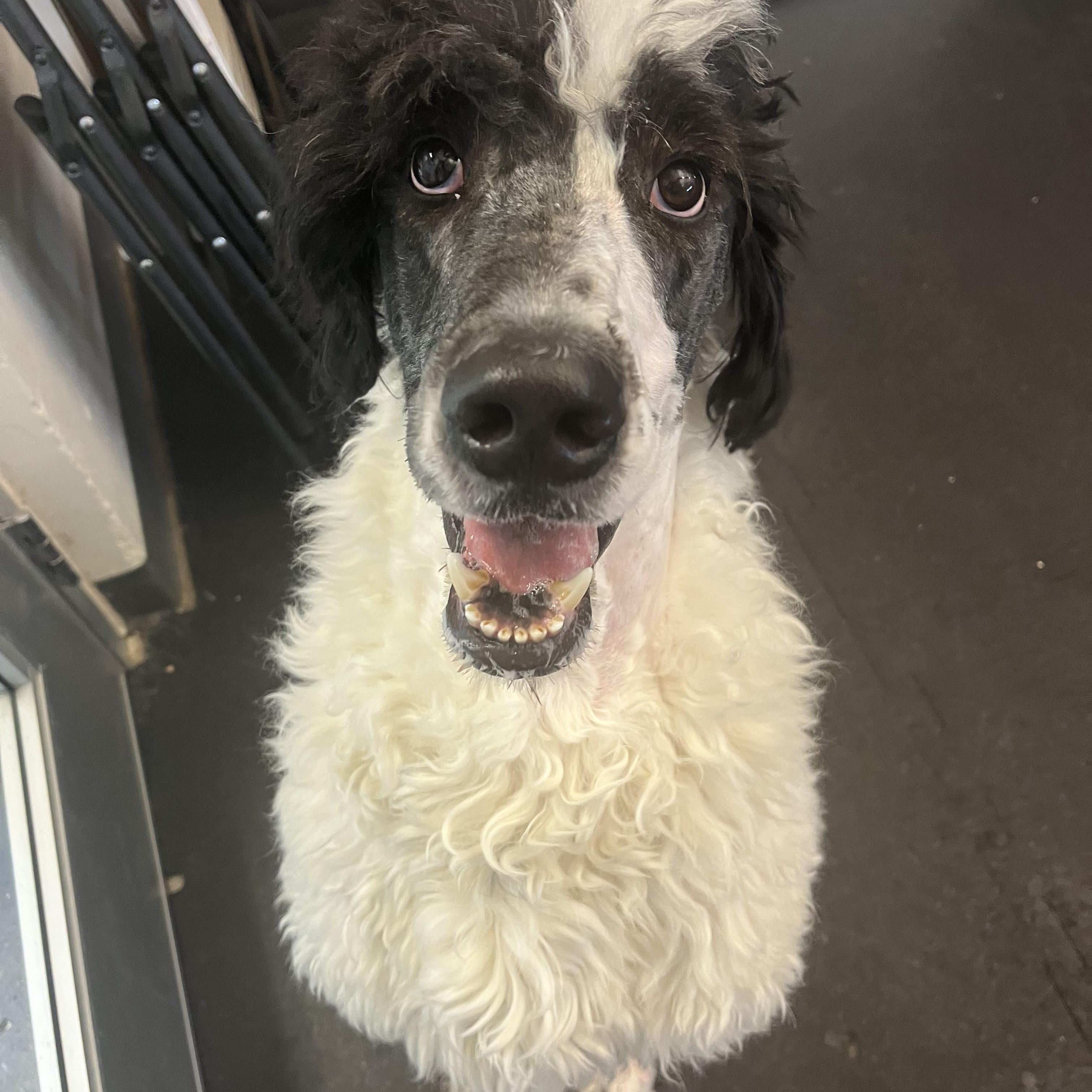 Bear — thumbnail 3