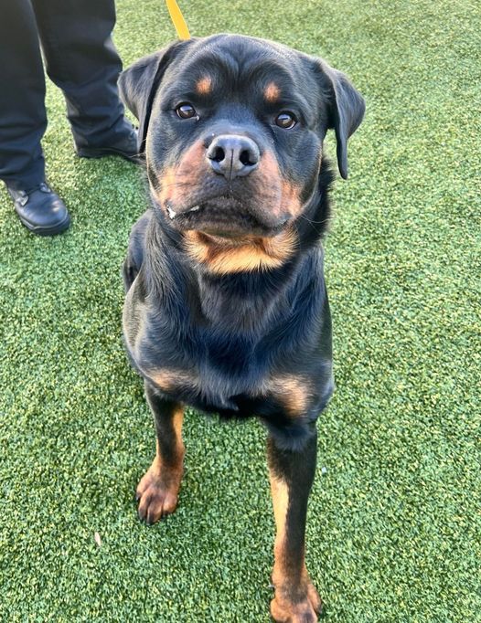 BENNY 2, a Adoptable Rottweiler in Chapel Hill, NC image 2/6