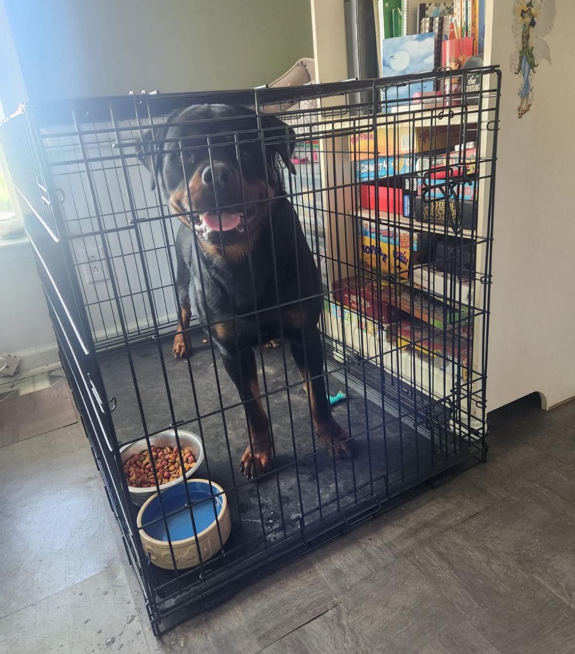 BENNY 2, a Adoptable Rottweiler in Chapel Hill, NC image 4/6