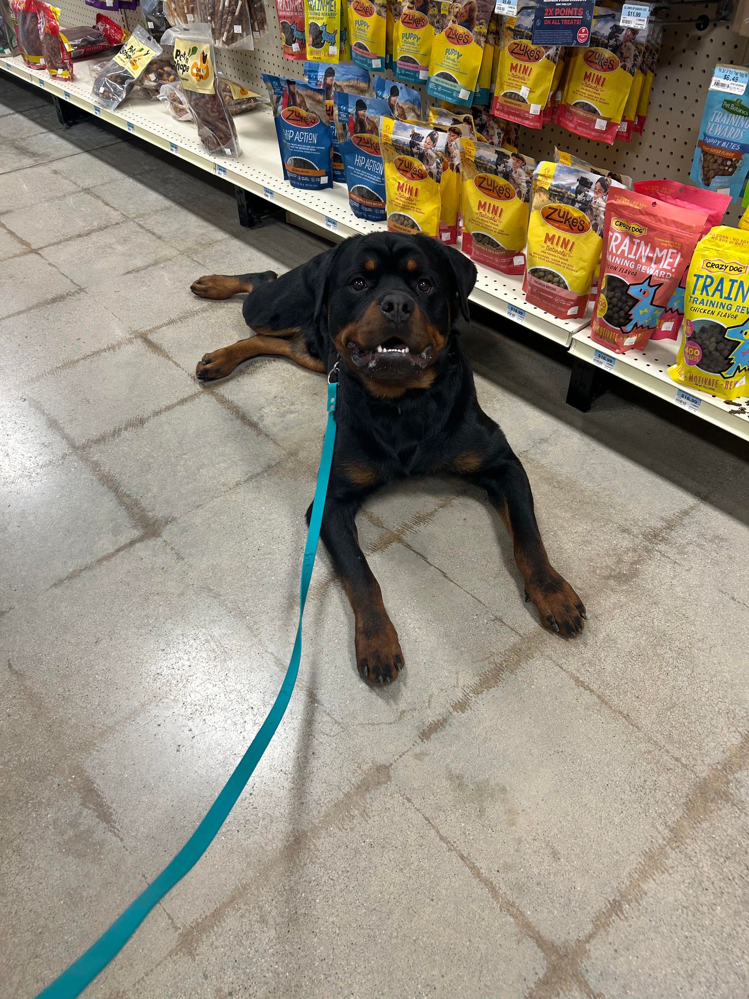 BENNY 2, a Adoptable Rottweiler in Chapel Hill, NC image 6/6