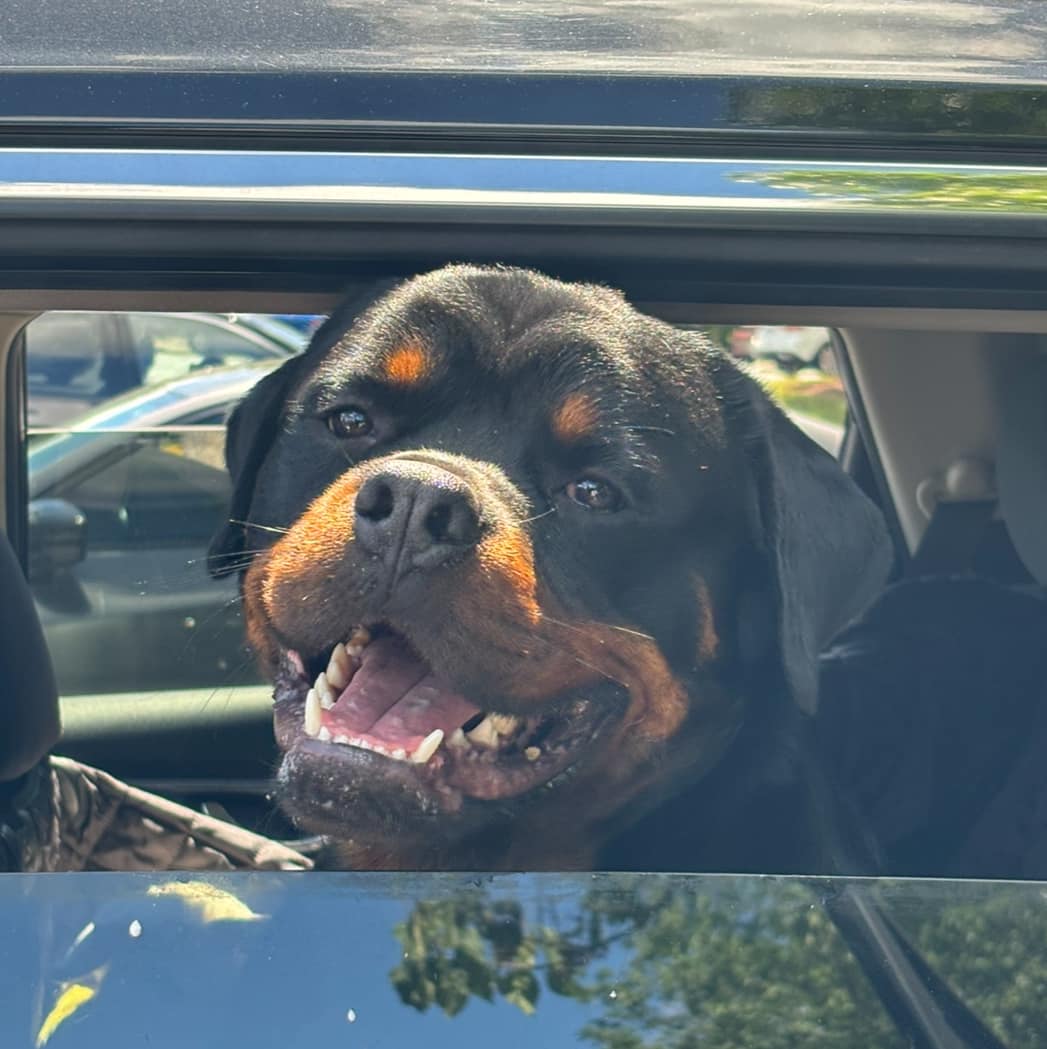 BENNY 2, a Adoptable Rottweiler in Chapel Hill, NC image 1/6
