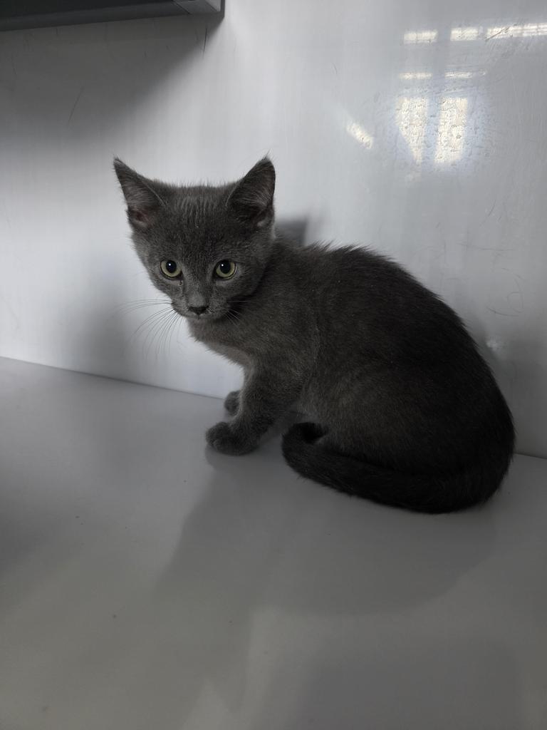 Failan, Adoptable, Kitten Male Domestic Short Hair.
