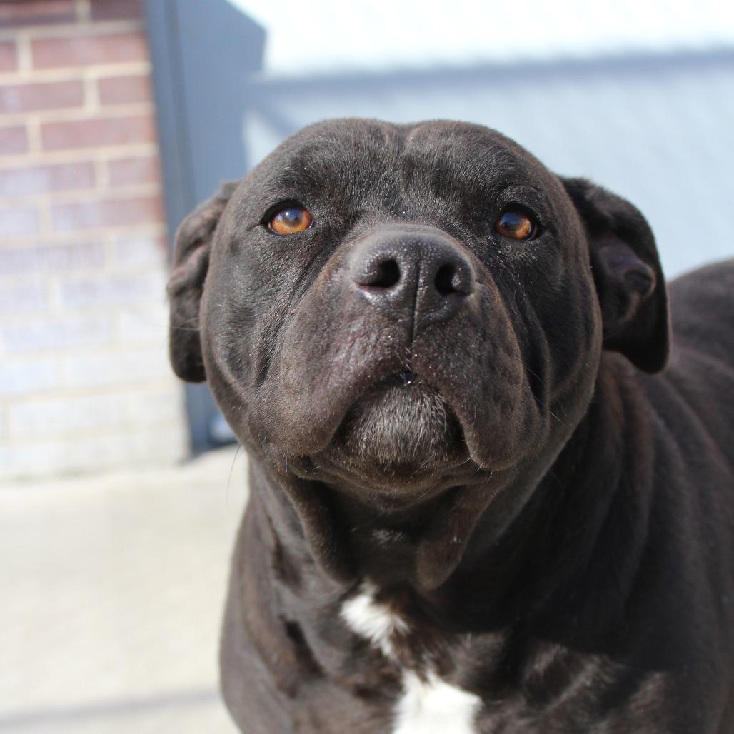 Enlarge "Mamas", a Adoptable Pit Bull Terrier in McPherson, KS image 1/3