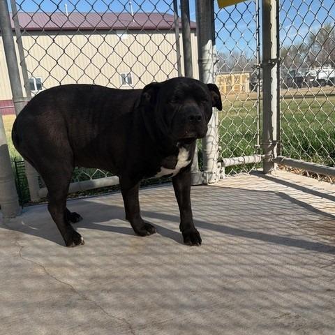 Enlarge "Mamas", a Adoptable Pit Bull Terrier in McPherson, KS image 2/3