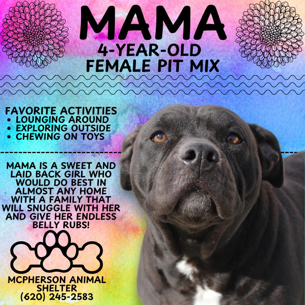 Enlarge "Mamas", a Adoptable Pit Bull Terrier in McPherson, KS image 3/3