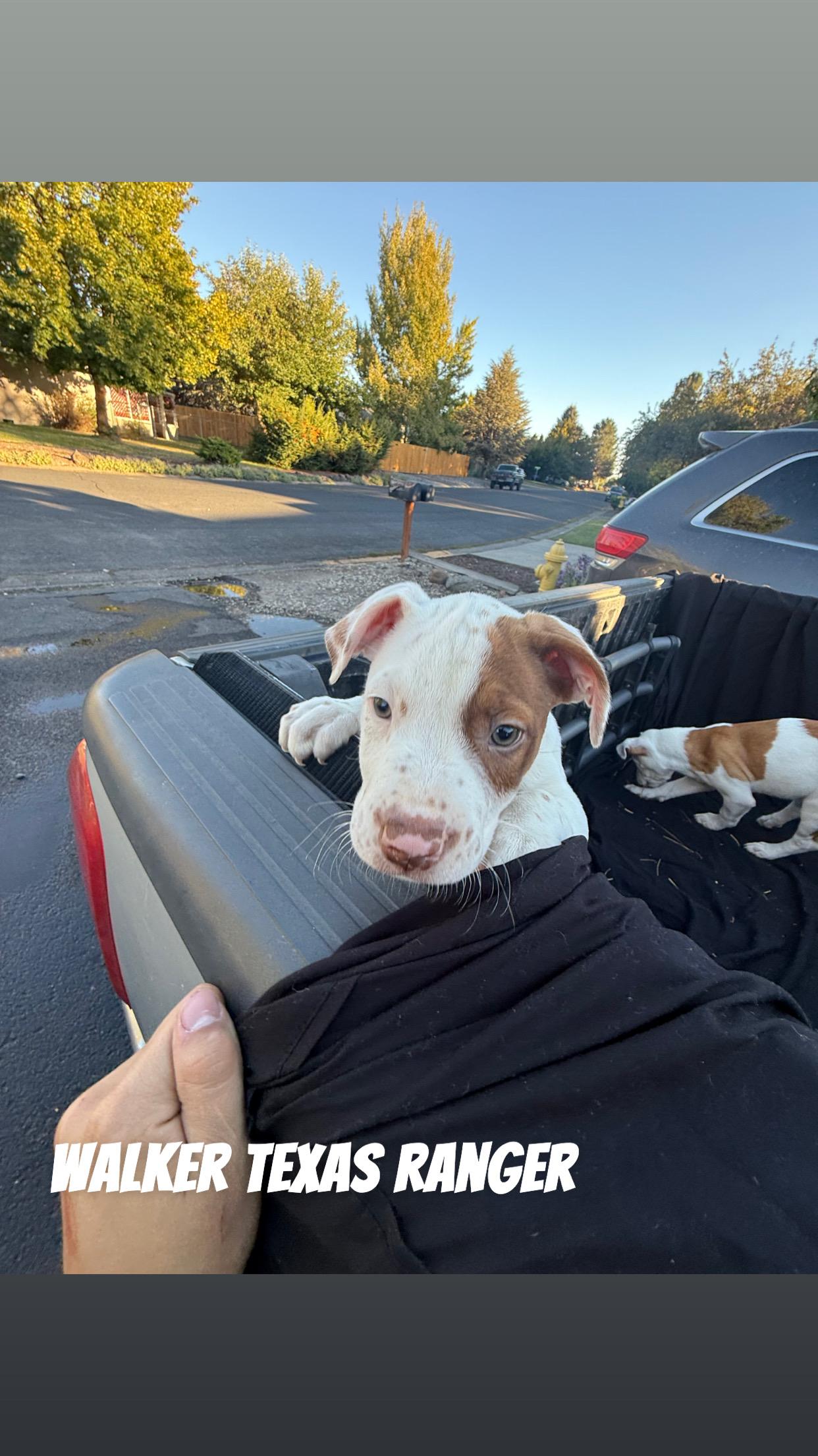 Walker Texas Ranger, a Adoptable mixed breed image 3/3