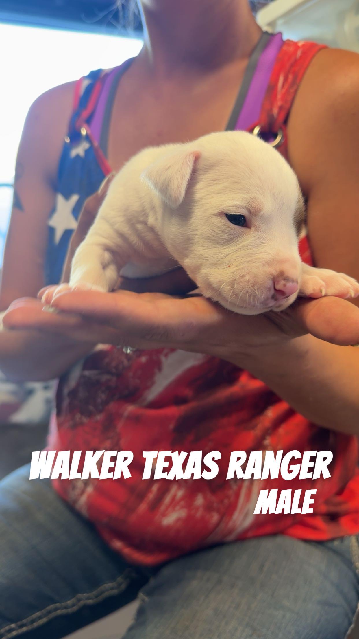 Walker Texas Ranger