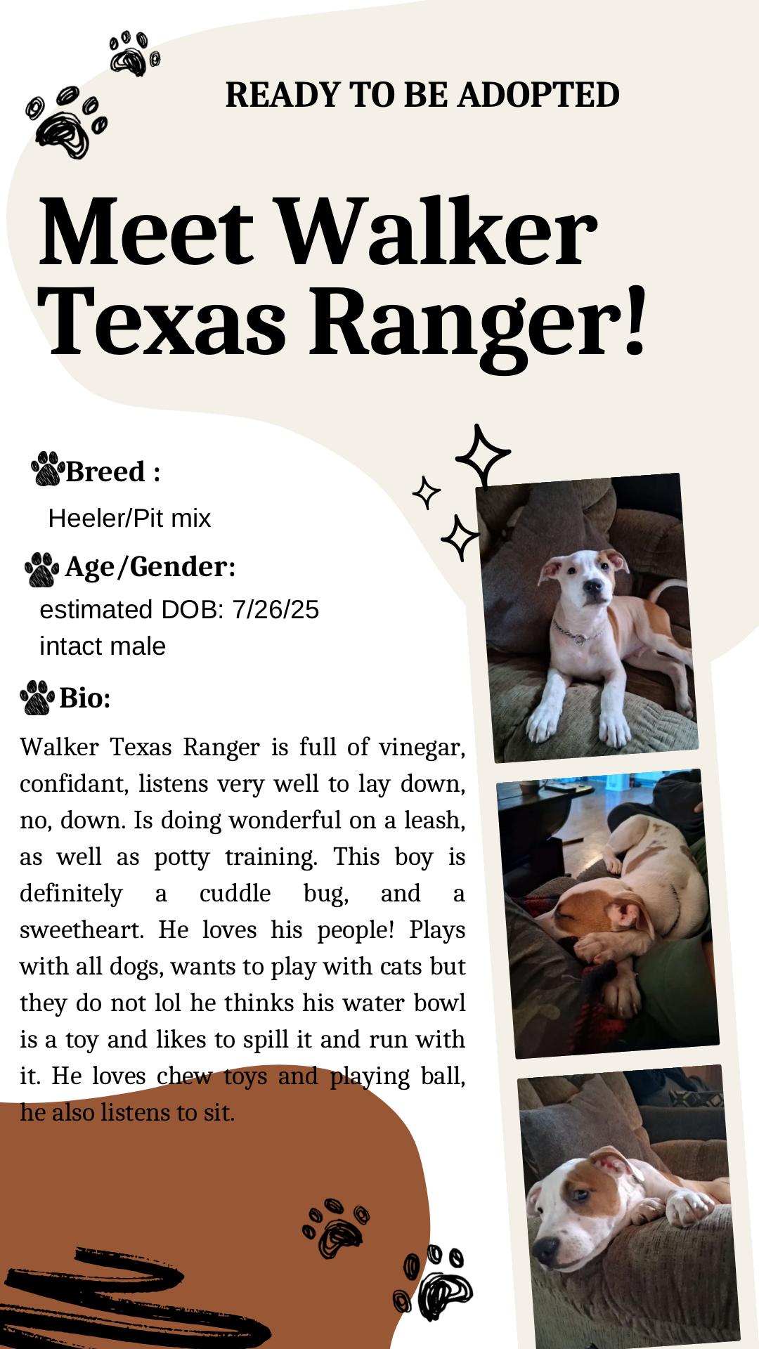 Walker Texas Ranger, Adoptable, Young Male Australian Cattle Dog / Blue Heeler & Pit Bull Terrier.