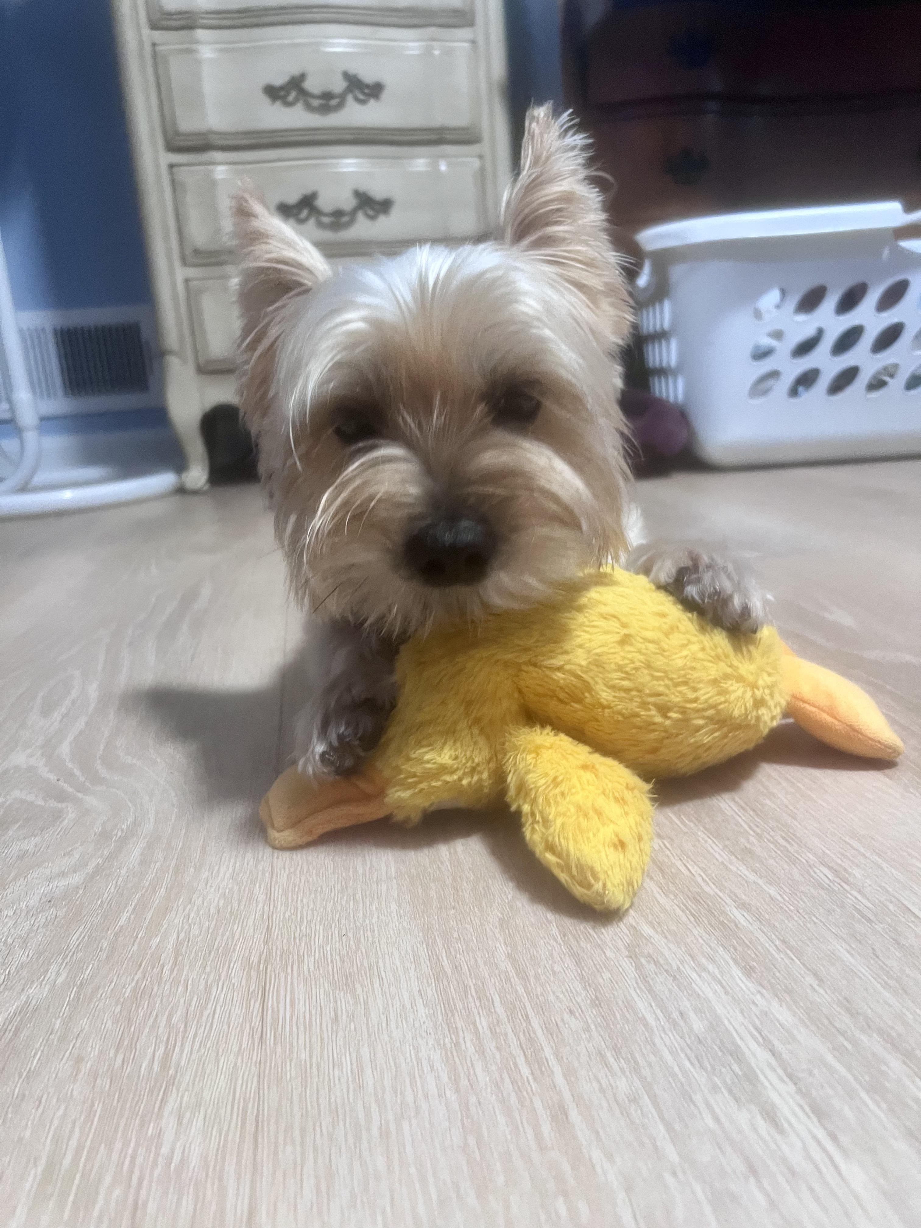 Enlarge Mindy Paws, a ADOPTABLE Yorkshire Terrier in Columbia, MD image 1/4