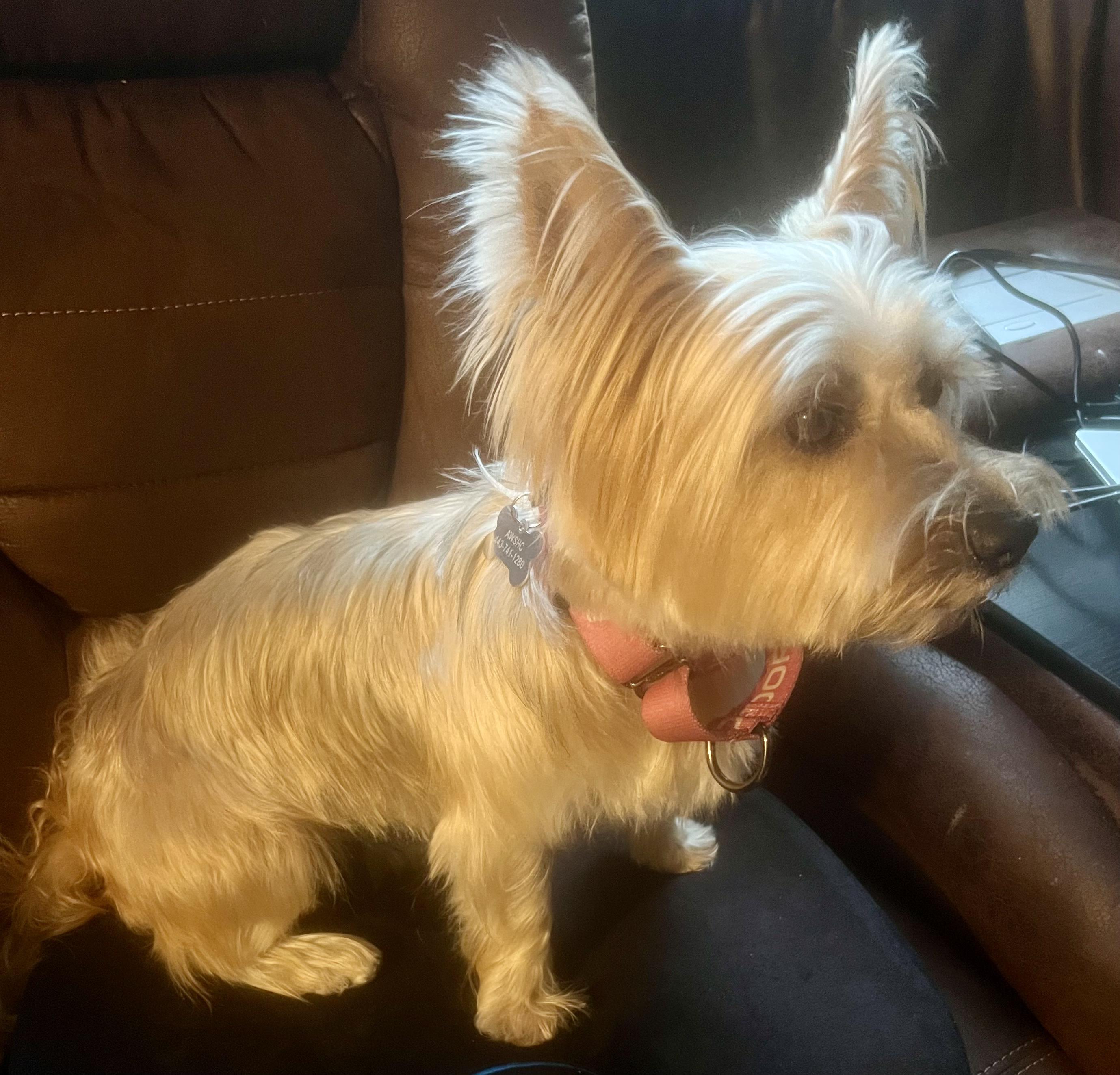 Mindy, a ADOPTABLE Yorkshire Terrier in Columbia, MD image 3/3