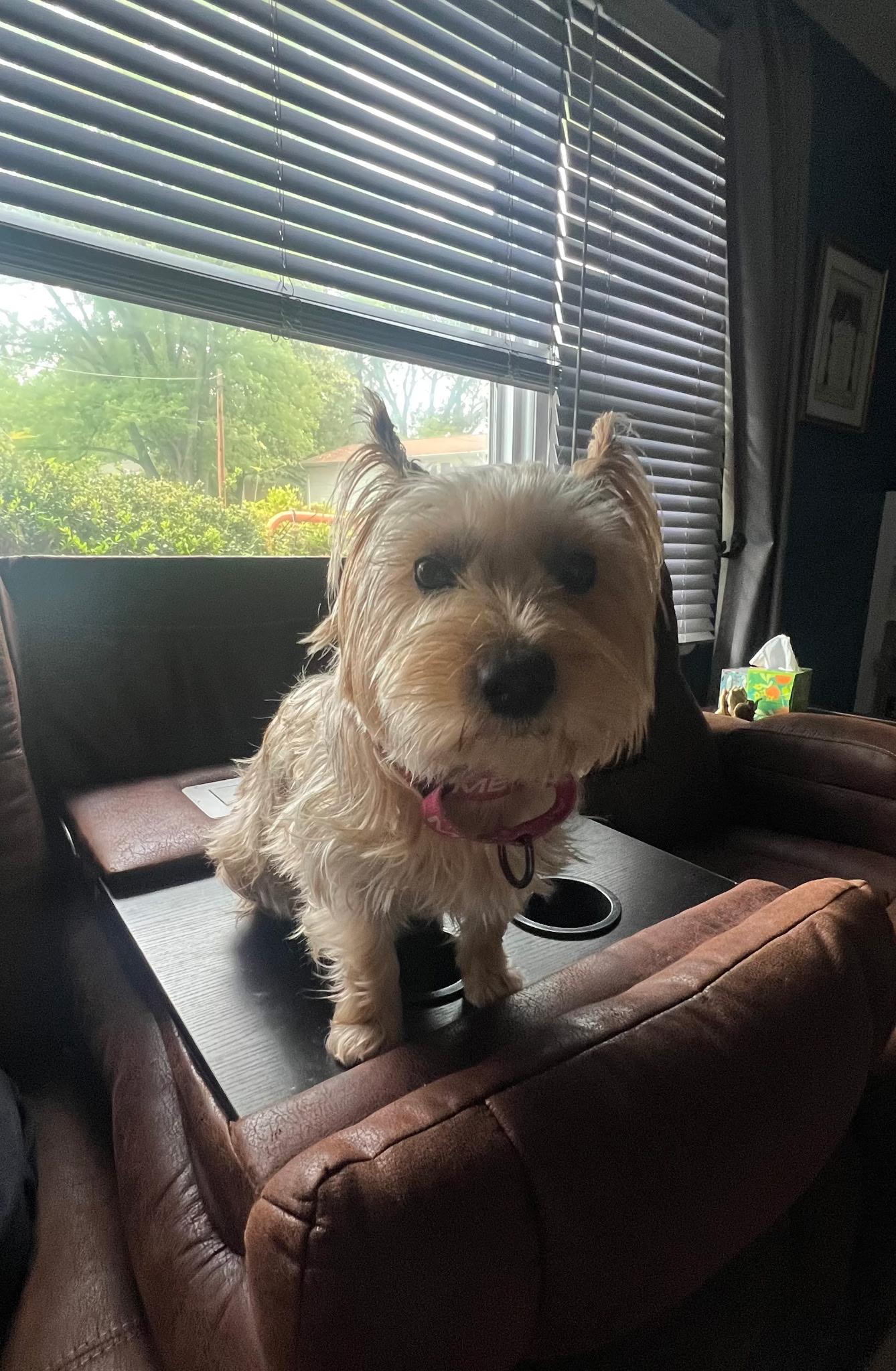 Mindy, ADOPTABLE, Young Female Yorkshire Terrier.