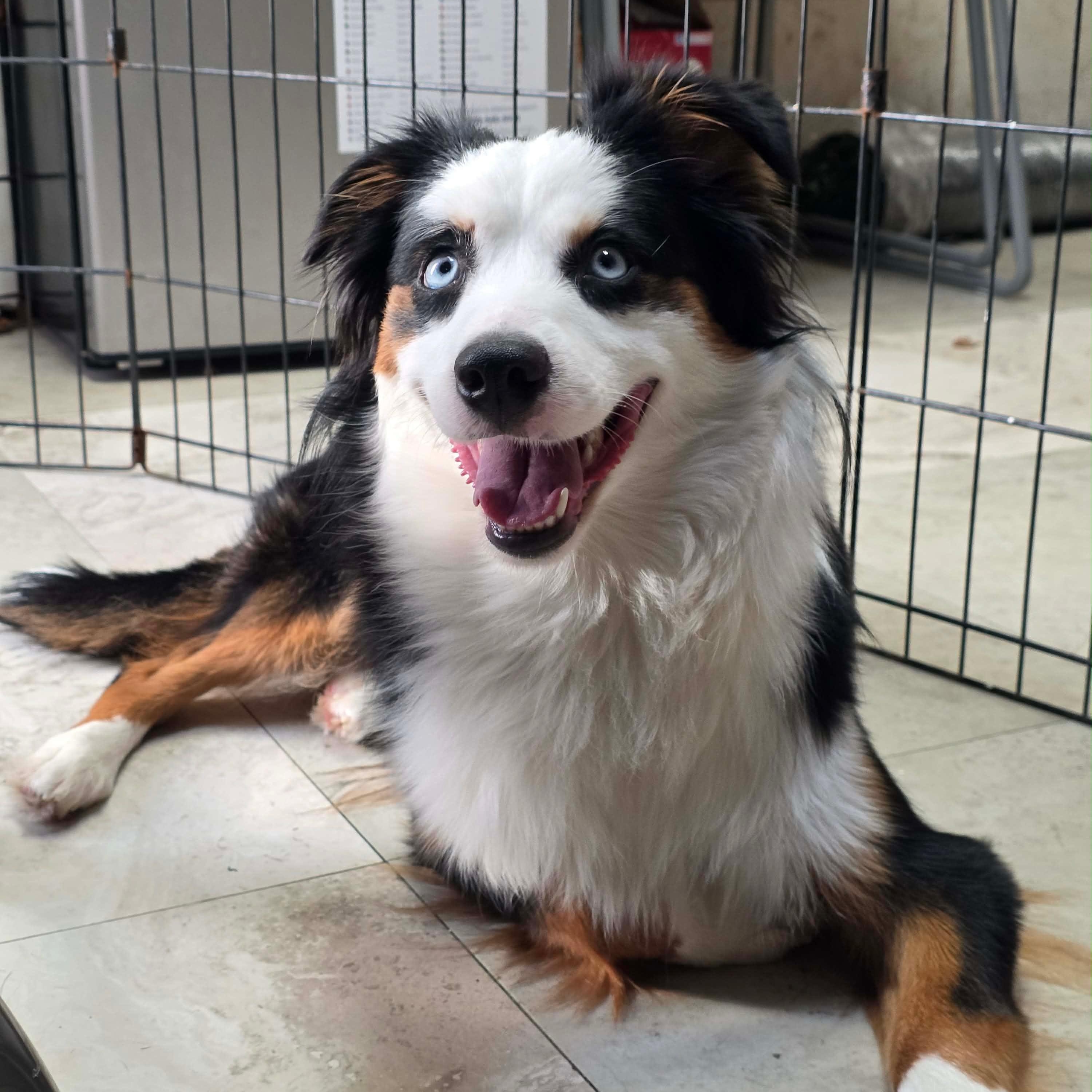 Enlarge Adelaide (Addi), a ADOPTABLE Australian Shepherd in Little Elm, TX image 1/2