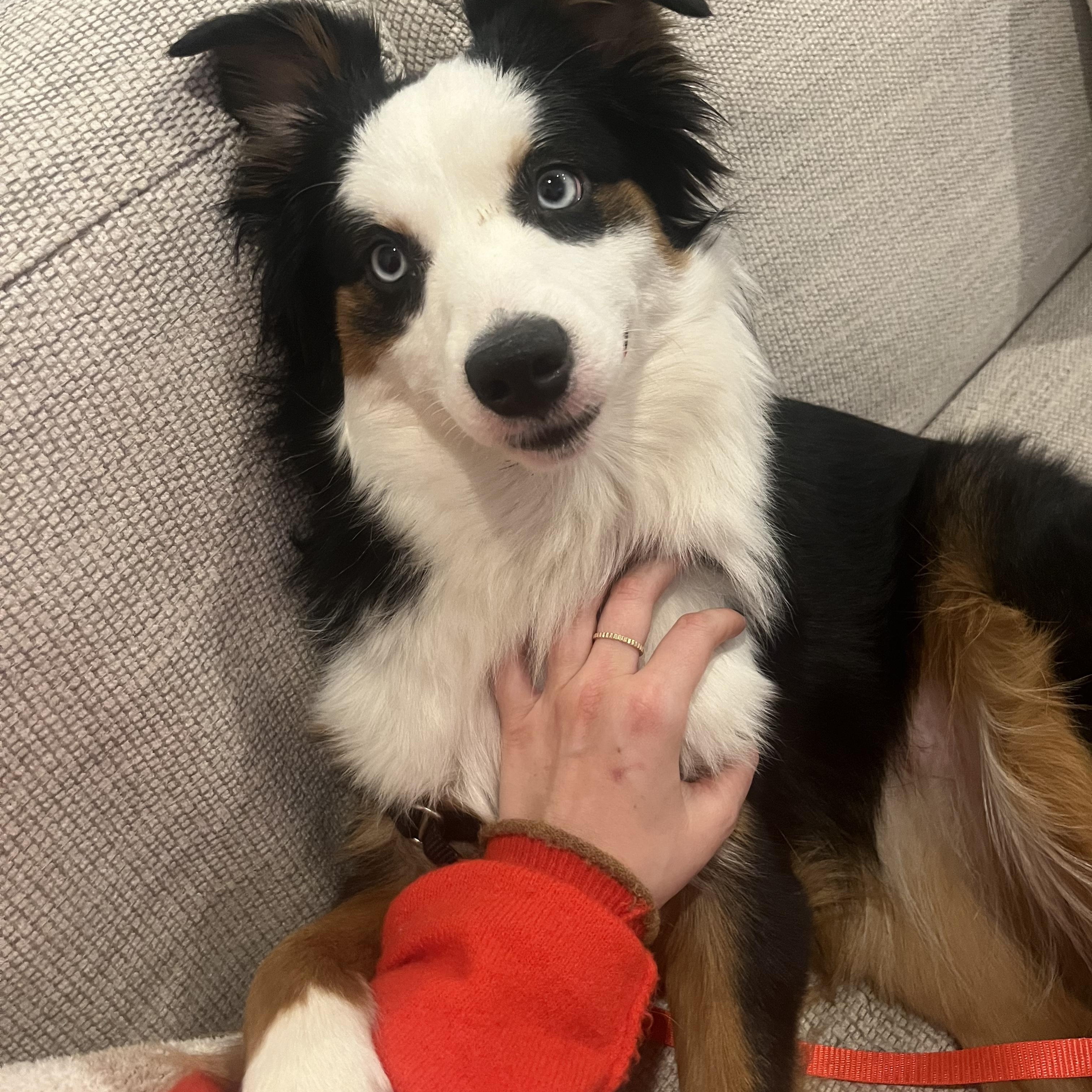 Enlarge Adelaide (Addi), a ADOPTABLE Australian Shepherd in Little Elm, TX image 2/2