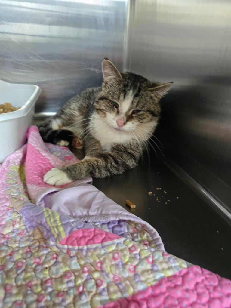 Rex, Adoptable, Adult Male Domestic Short Hair.