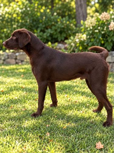 Enlarge Kodiak 4, a Adoptable Chocolate Labrador Retriever in Killingworth, CT image 3/4