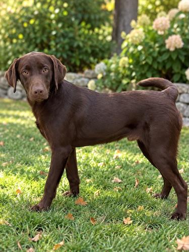 Kodiak 4, Adoptable, Young Male Chocolate Labrador Retriever.