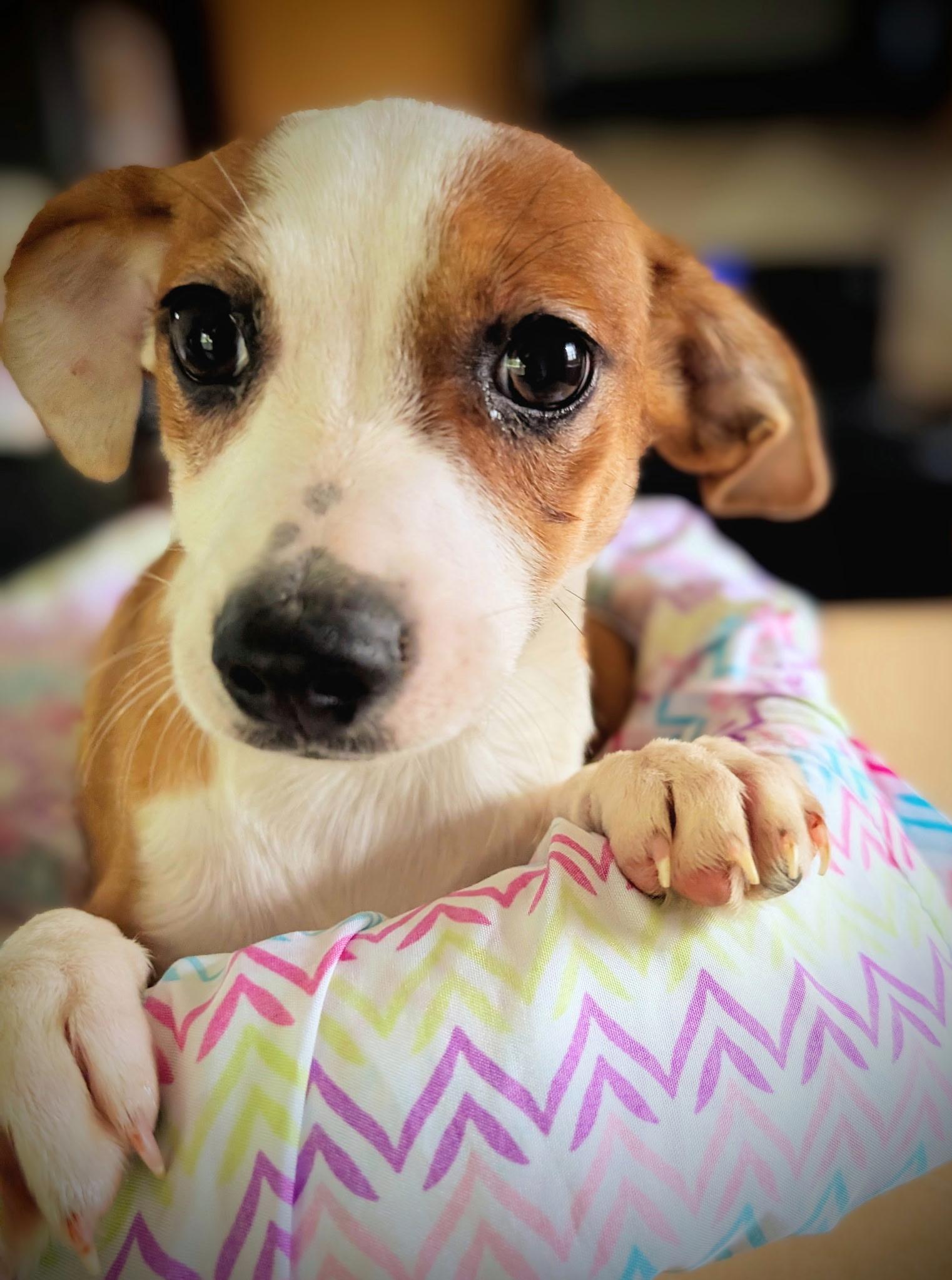 Puppy 1 Cinderella