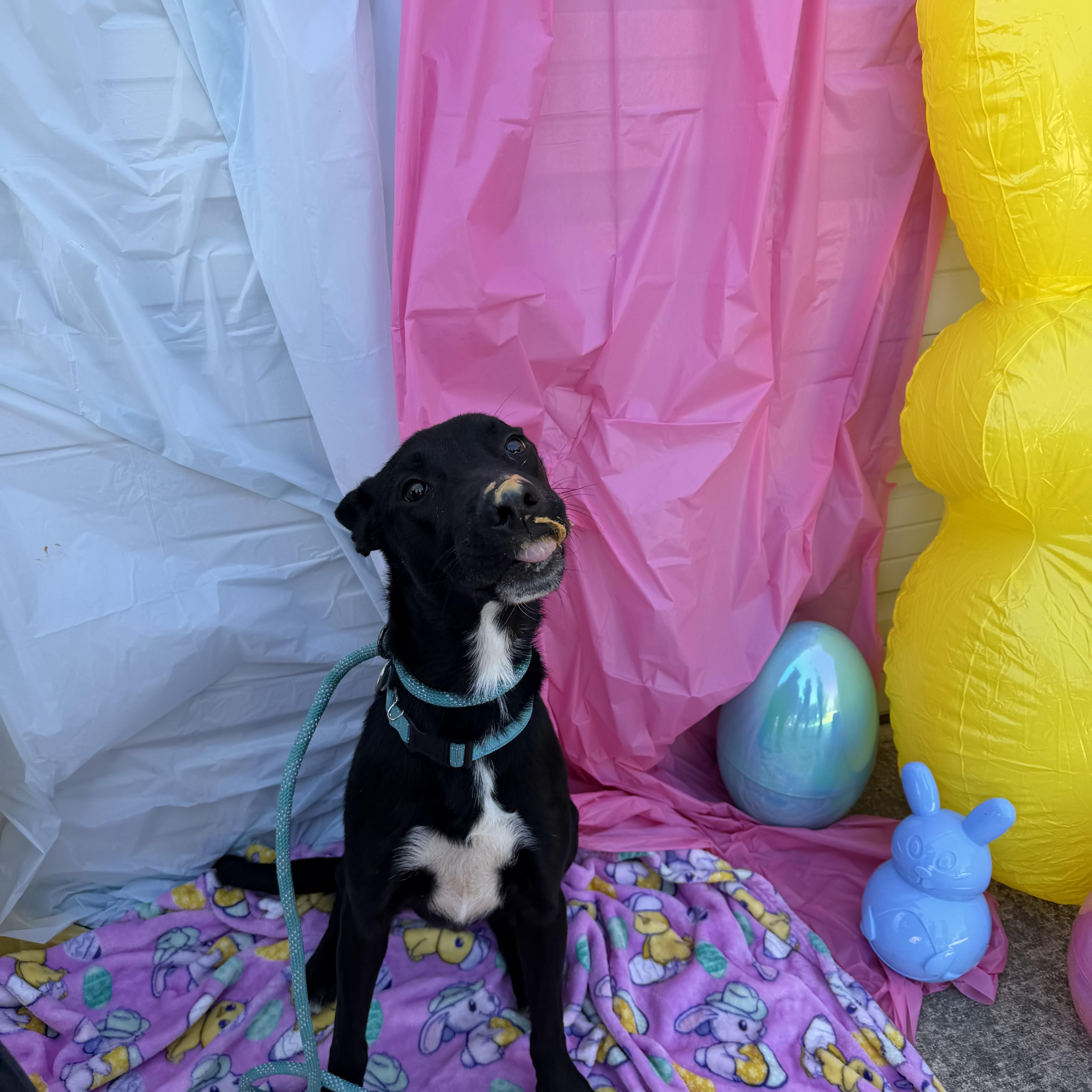 Enlarge Dusty, an adopted mixed breed in St. Louis , MO image 4/5