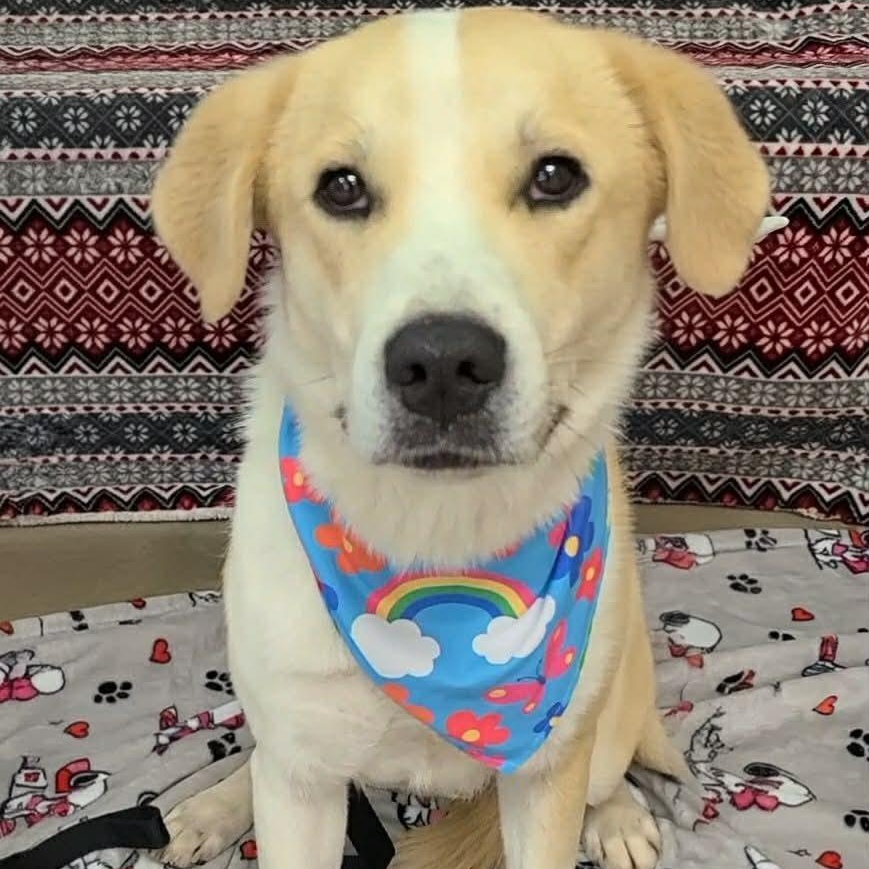 Enlarge Kaleidoscope, an adopted Mixed Breed in Woolwich, ME image 1/6