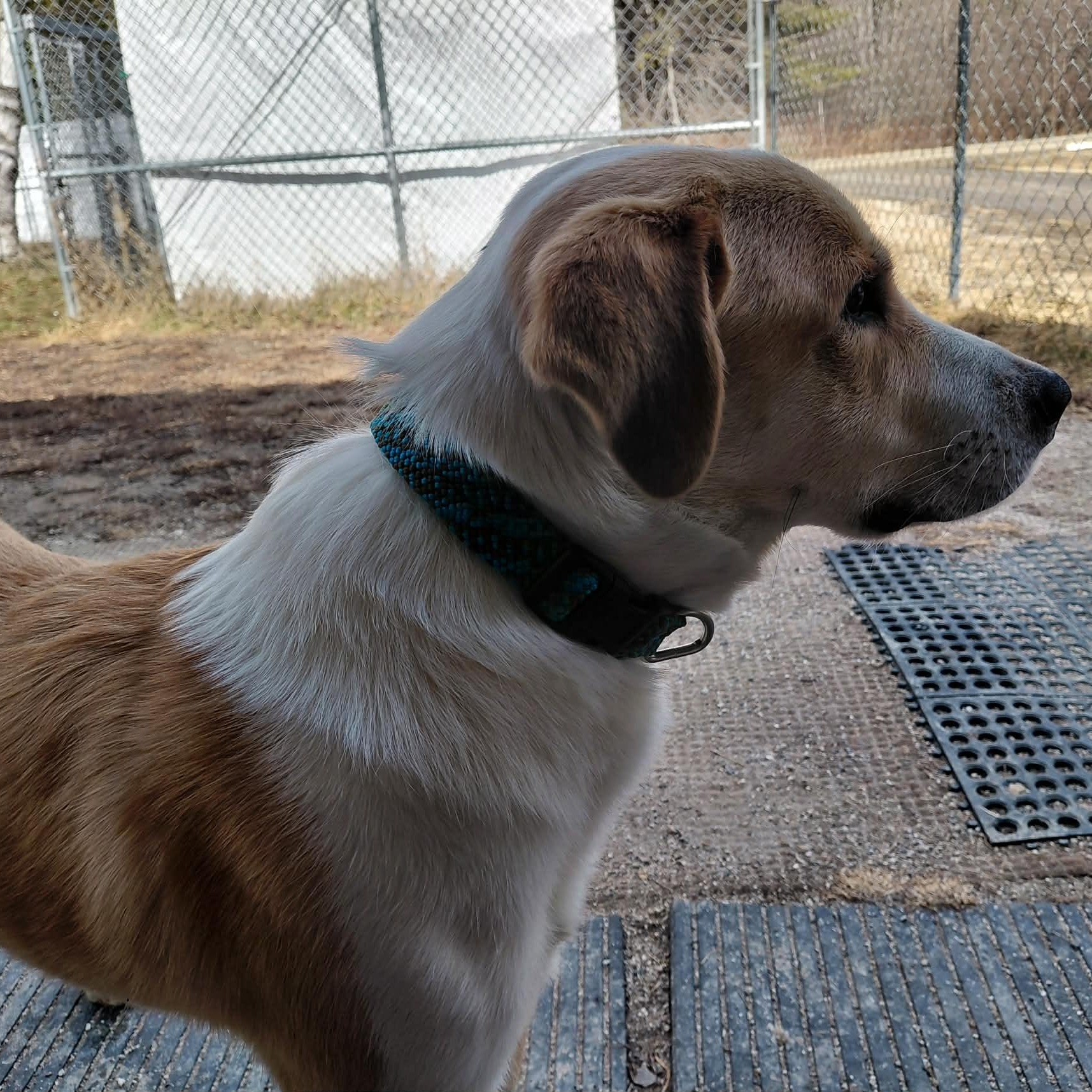 Enlarge Kaleidoscope, an adopted Mixed Breed in Woolwich, ME image 3/6