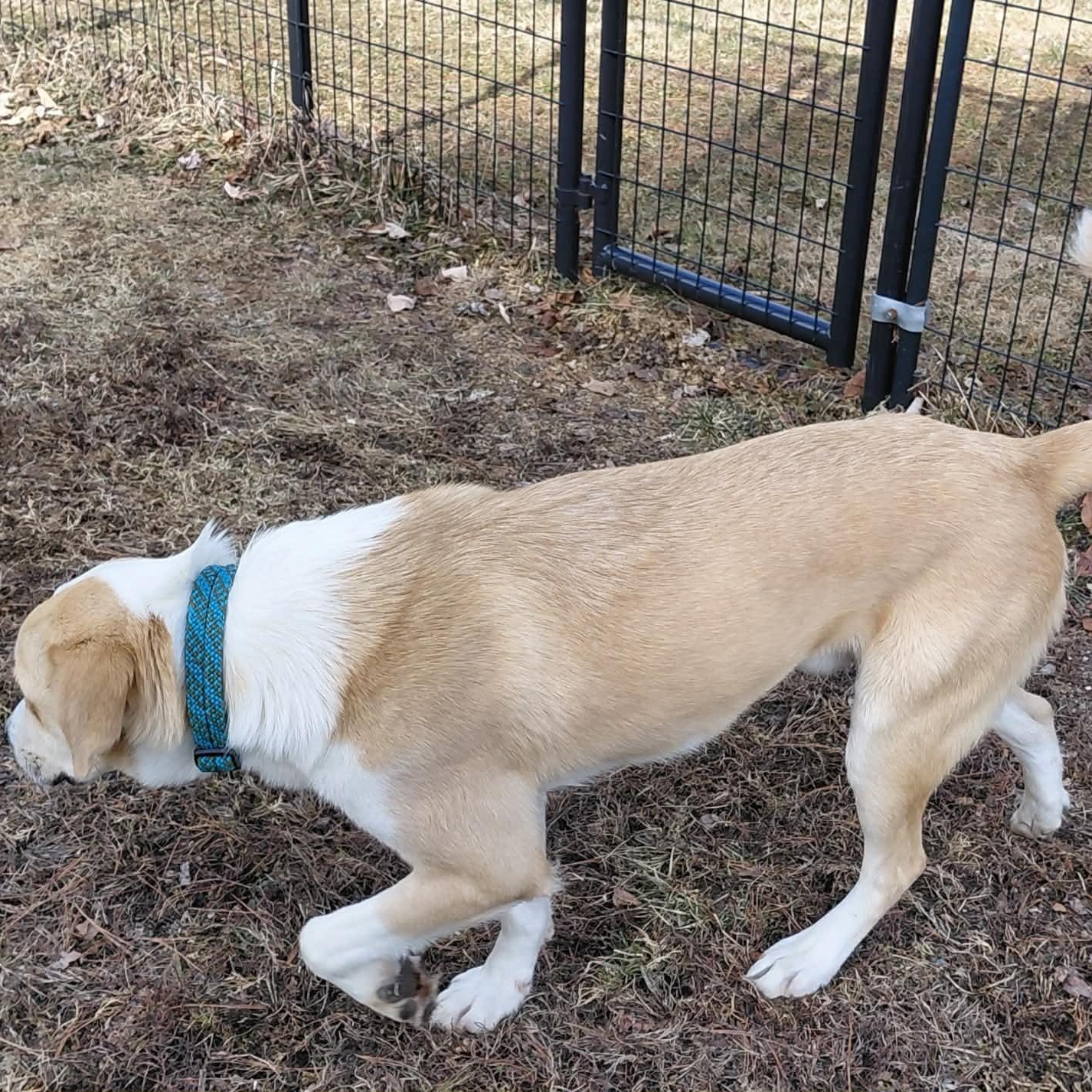 Enlarge Kaleidoscope, an adopted Mixed Breed in Woolwich, ME image 5/6