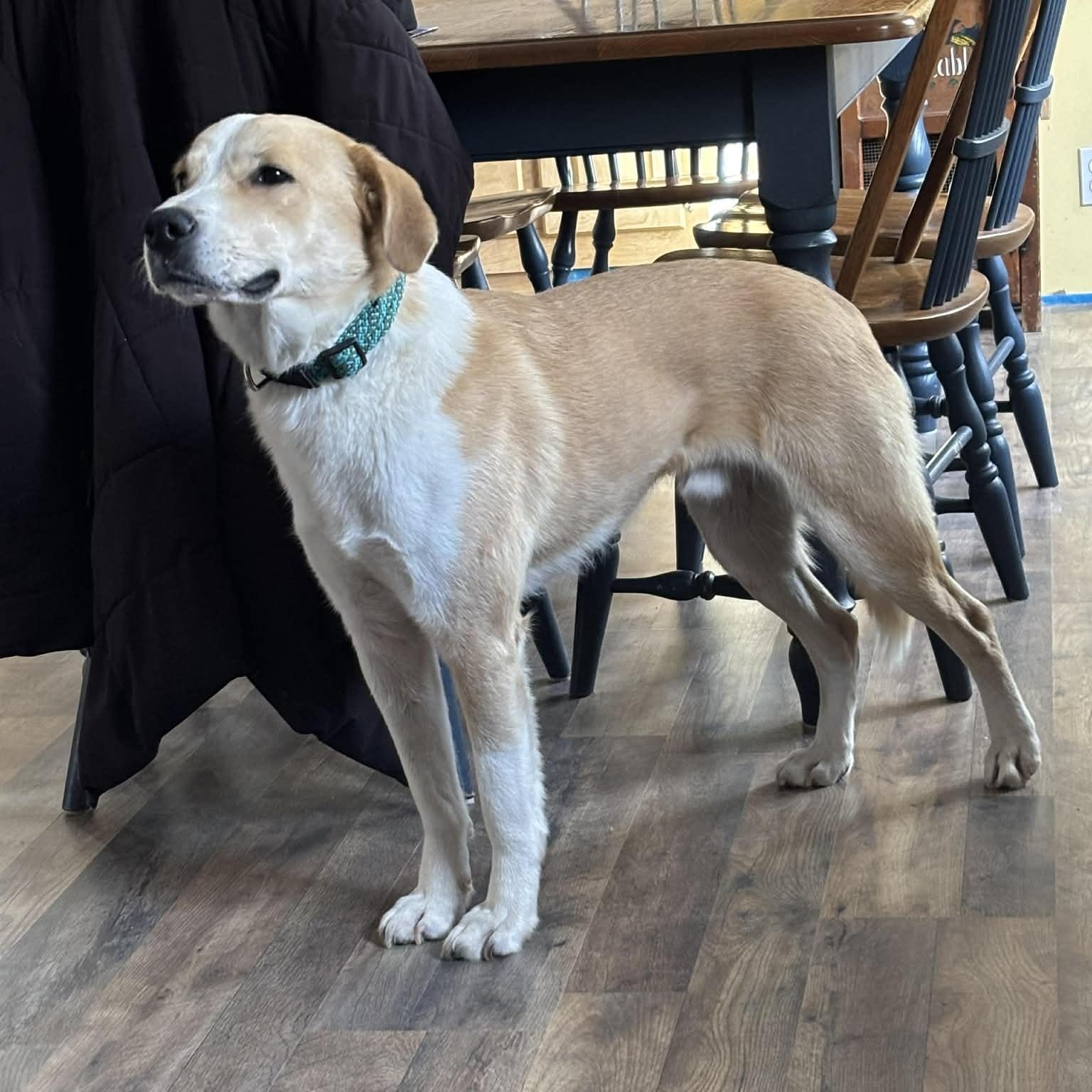 Enlarge Kaleidoscope, an adopted Mixed Breed in Woolwich, ME image 6/6