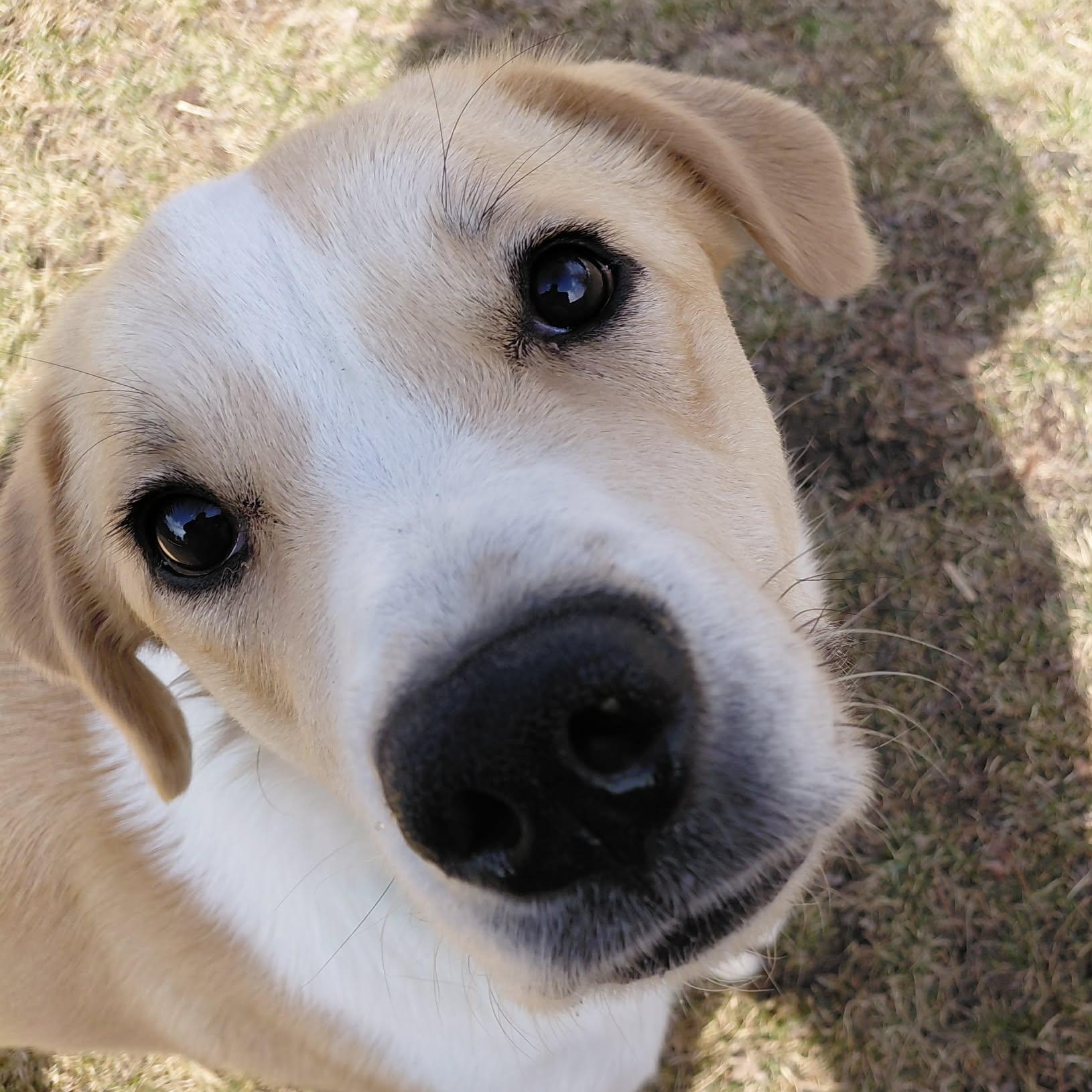 Enlarge Kaleidoscope, an adopted Mixed Breed in Woolwich, ME image 4/6