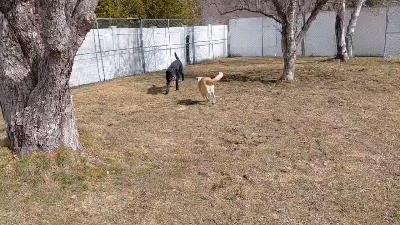 Enlarge Kaleidoscope, an adopted Mixed Breed in Woolwich, ME video 2/6