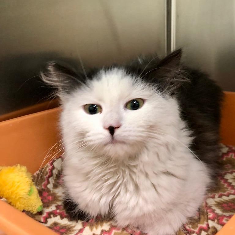 Enlarge Jazzie, a Adoptable Domestic Long Hair in Las Vegas, NV image 1/1