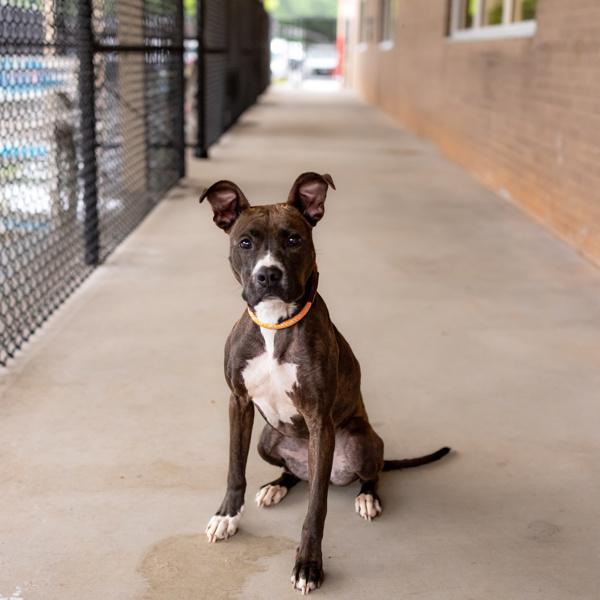 Pen 185c Truffle, Adoptable, Adult Female Pit Bull Terrier.