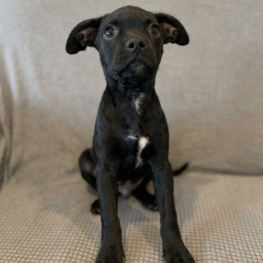 Enlarge Phenom (Jetset Litter), a Adoptable mixed breed in San Diego, CA image 2/4