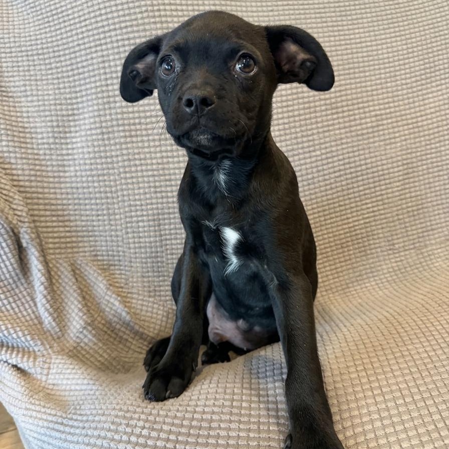 Enlarge Phenom (Jetset Litter), a Adoptable mixed breed in San Diego, CA image 1/4