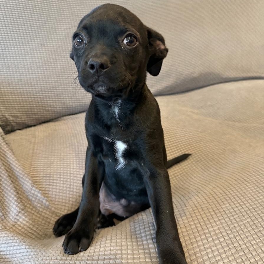 Enlarge Phenom (Jetset Litter), a Adoptable mixed breed in San Diego, CA image 3/4