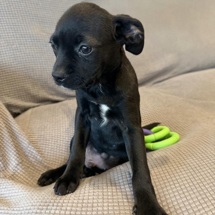 Enlarge Phenom (Jetset Litter), a Adoptable mixed breed in San Diego, CA image 4/4