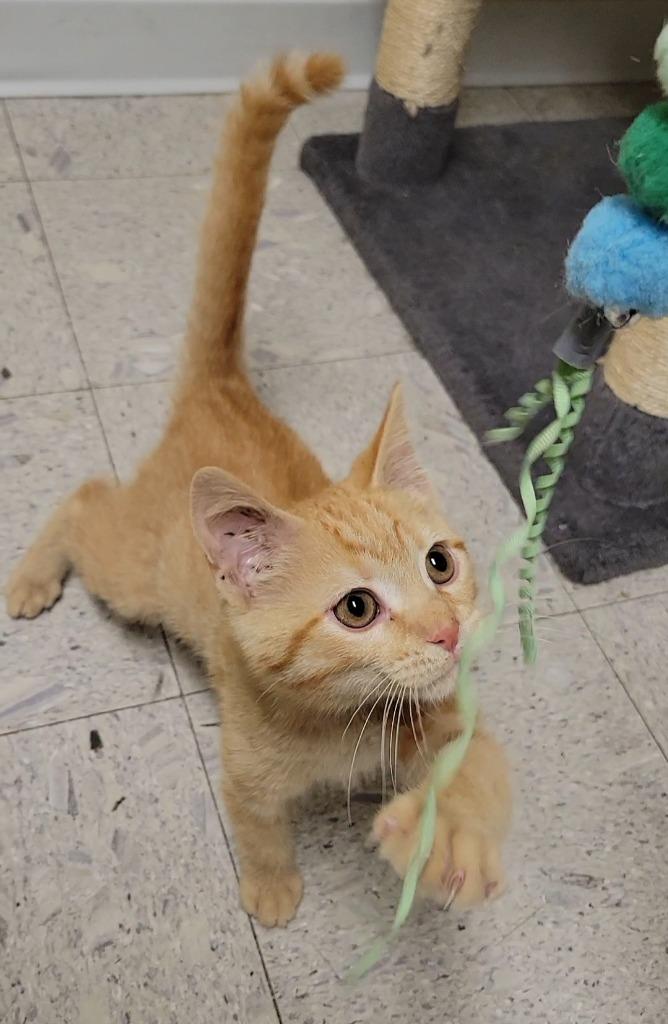 CATAPULT, Adoptable, Kitten Male Domestic Short Hair.
