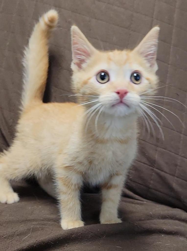 CATAPULT, a Adoptable mixed breed in Sandusky, OH image 2/2