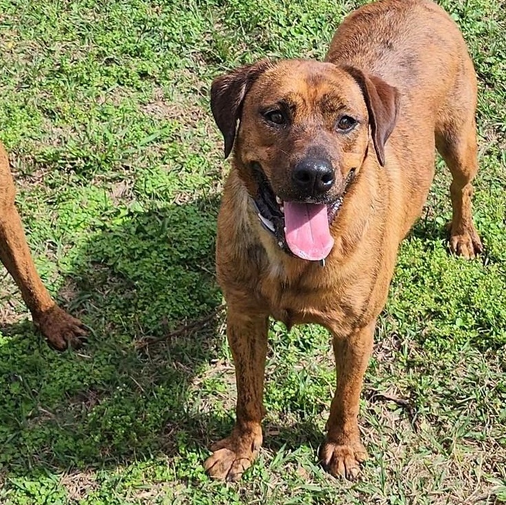 Meka, a Adoptable mixed breed in Chester, VA image 5/6