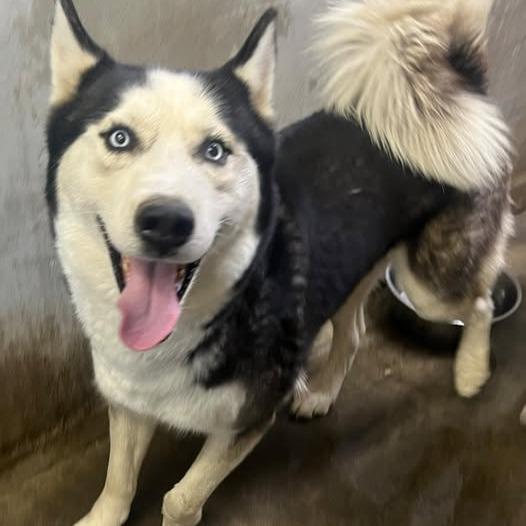 26-815, Adoptable, Puppy Male Husky.