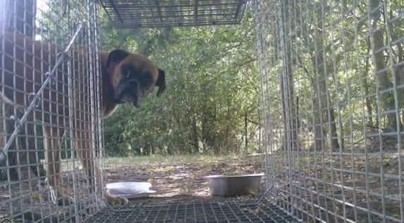 Carli - Silver Heart, a Adoptable Boxer in Hewitt, TX image 1/2